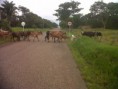 /album/vacunacion-contra-la-fiebre-aftosa-y-brucelosis-bovina/img00548-20140516-1056-jpg/