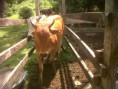 /album/vacunacion-contra-la-fiebre-aftosa-y-brucelosis-bovina/img00611-20140522-1047-jpg/