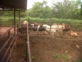 /album/vacunacion-contra-la-fiebre-aftosa-y-brucelosis-bovina/img00630-20140527-0739-jpg/