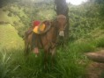 /album/vacunacion-contra-la-fiebre-aftosa-y-brucelosis-bovina/img00660-20140529-0858-jpg/